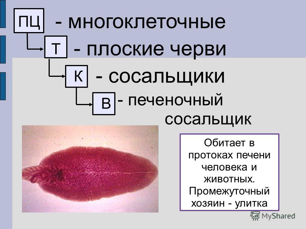 Кракен найдется все